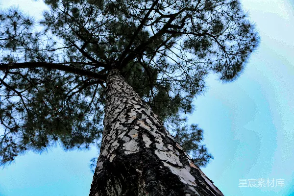 高清摄影 一棵大树干粗壮的树