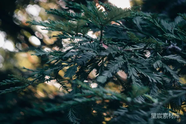 高清摄影 一张松树枝的特写照片