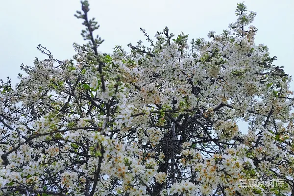 高清摄影 一棵开有白色花朵并长着绿叶的树