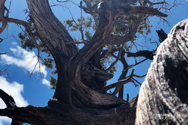 高清摄影 一棵非常高大的树，背景是天空。