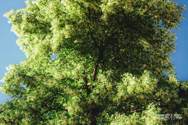 高清摄影 一棵多枝的树