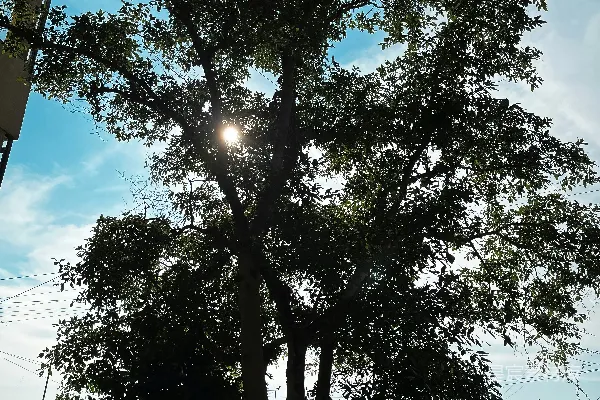 高清摄影 阳光透过树枝照进来