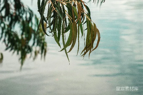 高清摄影 选择性聚焦拍摄的绿叶树木照片