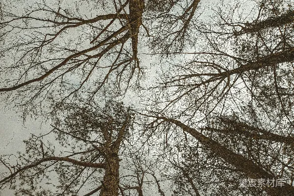 高清摄影 没有叶子的一群树