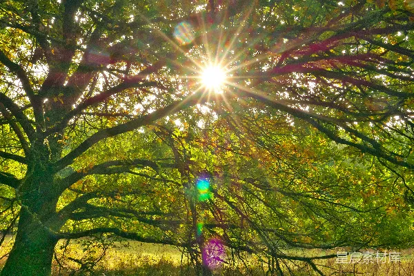 高清摄影 太阳透过树枝照耀。