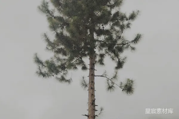 高清摄影 森林中的一棵树