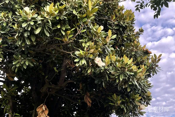 高清摄影 一棵有许多叶子的树
