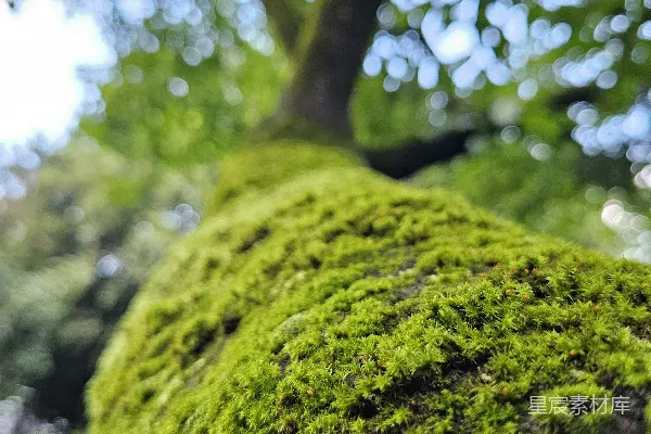 高清摄影 一棵覆盖着苔藓的树干在森林里