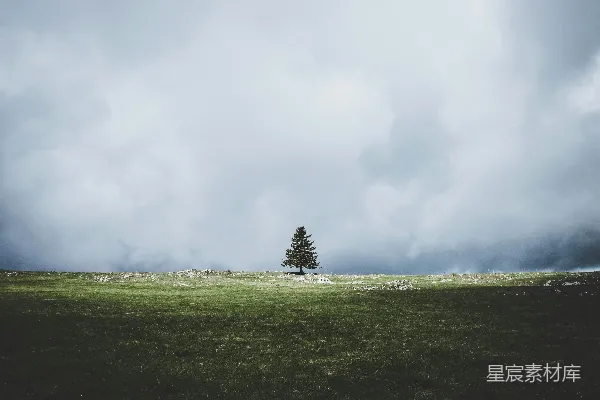 高清摄影 一片草地中的一棵孤独的树，在阴云密布的天空下。