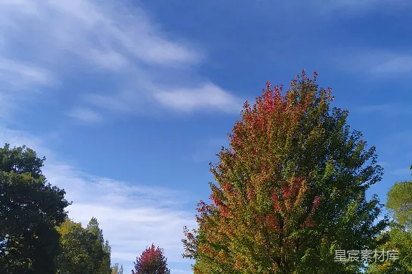 高清摄影 一棵树在草地中央