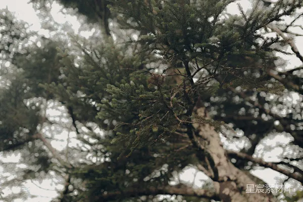高清摄影 白天白云下的绿树