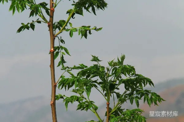 高清摄影 两棵挨着的树