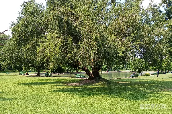 高清摄影 白天的绿草地上有树木。