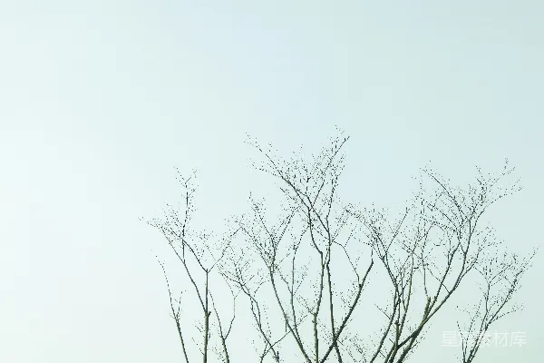 高清摄影 光秃秃的树在白色的天空下