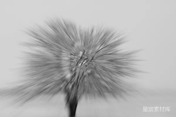 高清摄影 一张黑白照片，展示了一棵树。