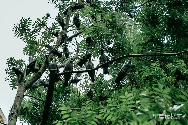 高清摄影 鸟儿栖息在枝叶繁茂的树枝上。