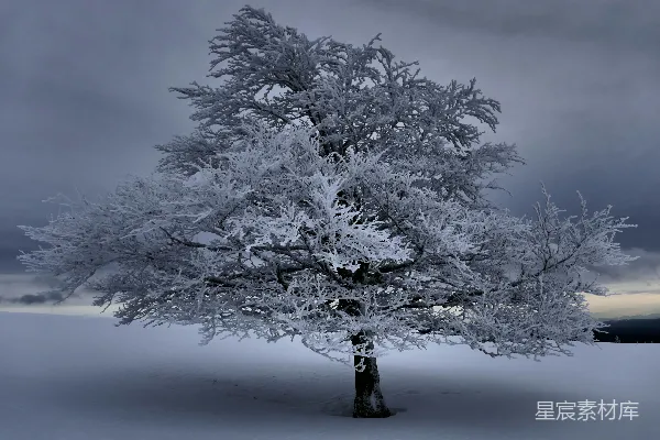 高清摄影 白天覆盖着雪的树
