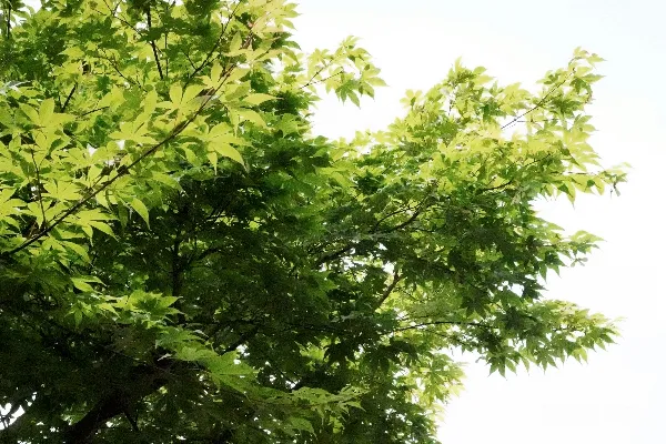 高清摄影 一棵绿叶繁茂的树，背景是白色的天空。