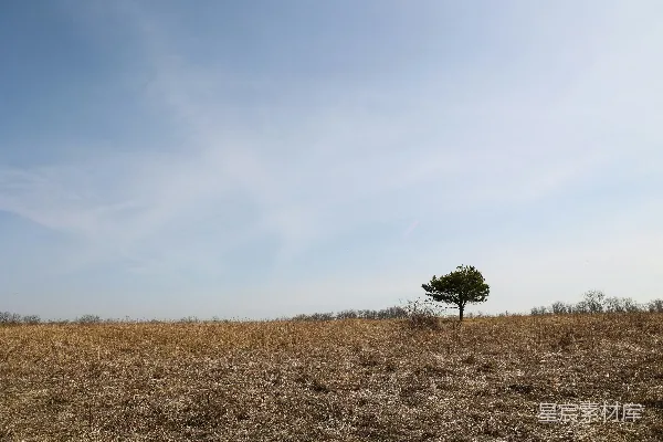 高清摄影 绿树在棕色的草地上，在蓝天白云下白天时