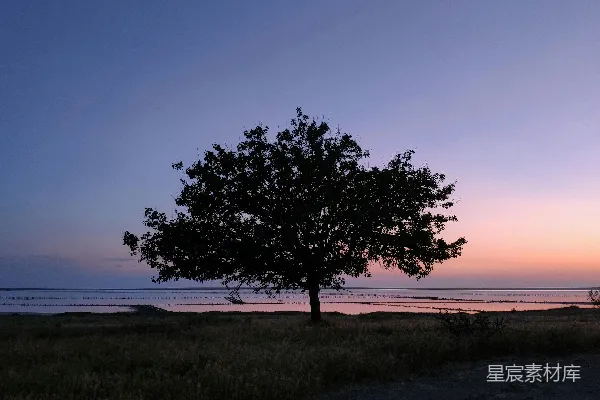 高清摄影 夕阳下田野中的一棵孤树