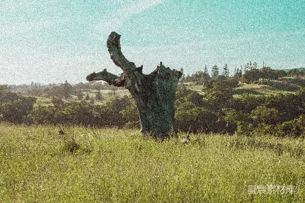 高清摄影 一棵枯死的树在一片高高的草地上