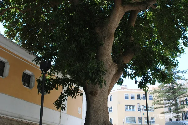 高清摄影 白天，绿色的树靠近白色混凝土建筑。