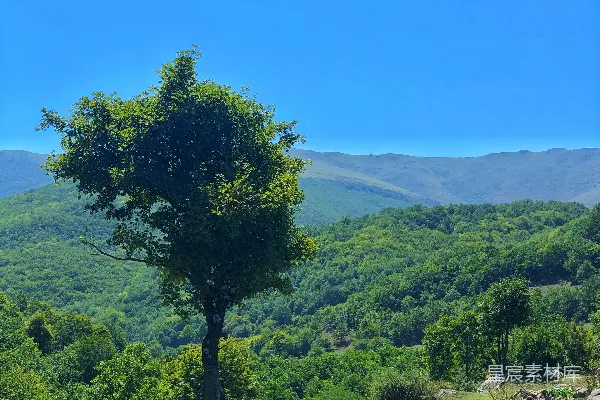高清摄影 田野中的一棵孤独的树，背景是山脉。
