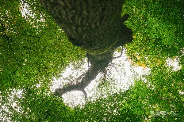 高清摄影 仰望浓密翠绿的树冠