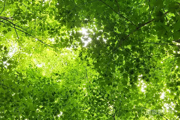 高清摄影 抬头仰望一片绿色森林的树冠