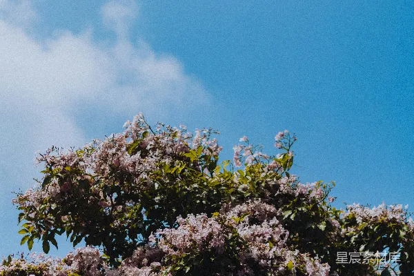 高清摄影 前景中有一棵开紫色花的树，背景是蓝天。