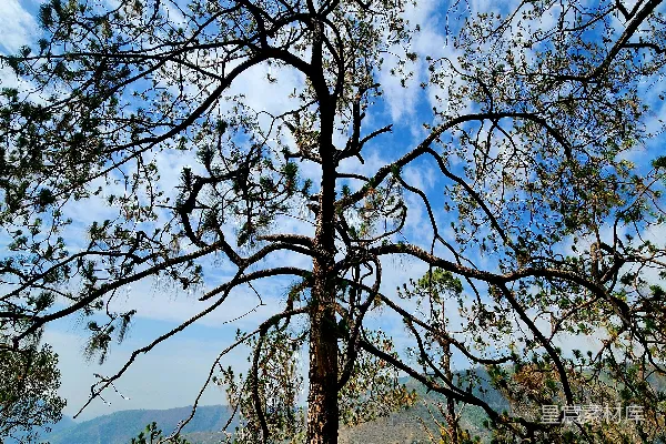 高清摄影 从山顶看一棵树的景象