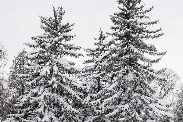 高清摄影 一群被雪覆盖的松树
