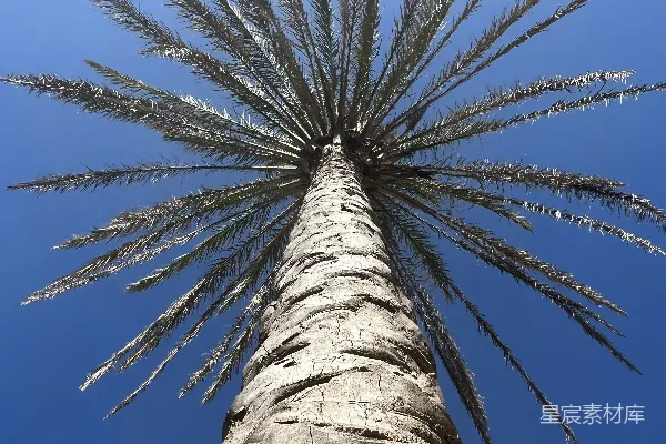 高清摄影 一棵高大的棕榈树，背景是蓝天。