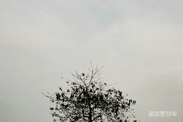 高清摄影 一片田野中的一棵树