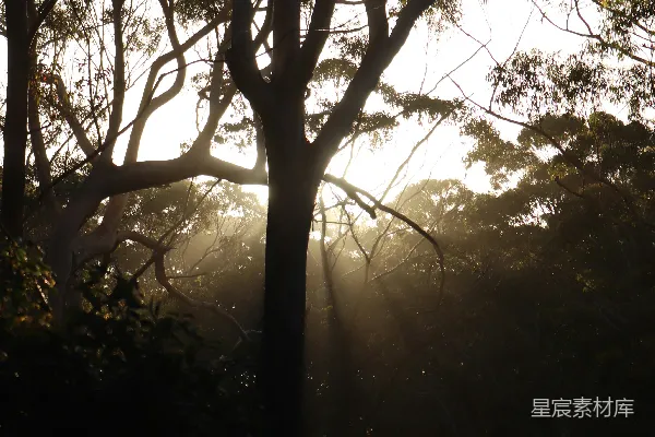 高清摄影 阳光透过森林中的树木照耀。