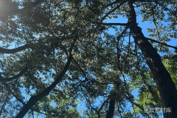 高清摄影 仰望树木，看向蓝天。
