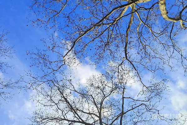 高清摄影 仰望蓝天下的树枝。