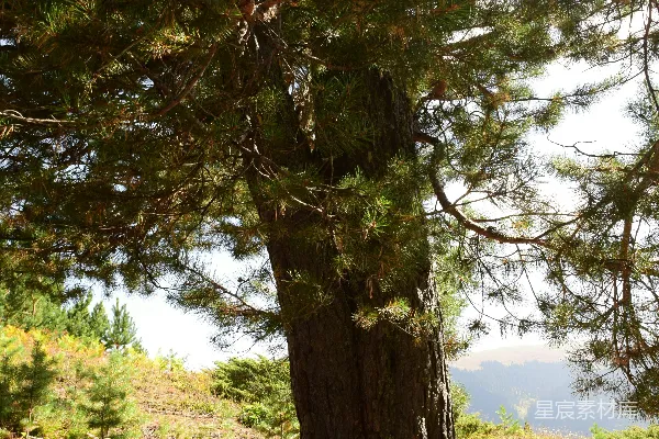 高清摄影 一棵大松树在山的一侧