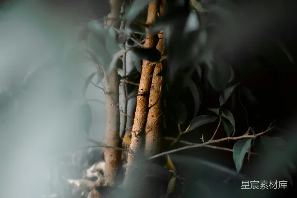 高清摄影 竹子透过树叶被看见。