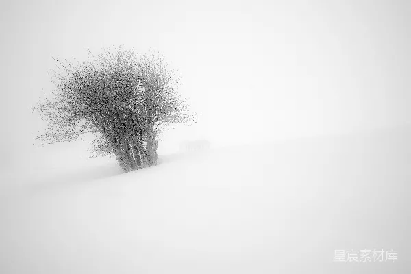 高清摄影 雪地里的灰色树