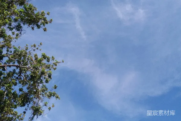 高清摄影 白天蓝天下的绿树