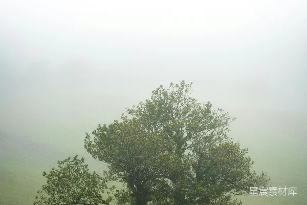高清摄影 在雾气蒙蒙的绿地上有两棵树
