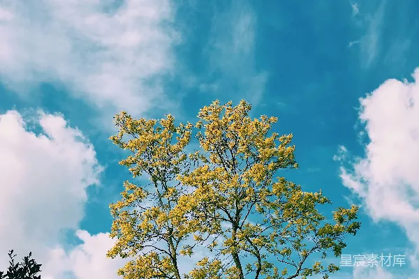 高清摄影 前景中有一棵开有黄色花朵的树，背景是蓝天白云。