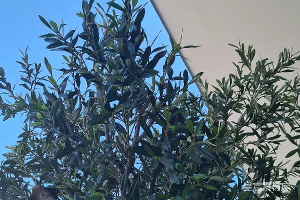高清摄影 一只鸟栖息在树枝上。
