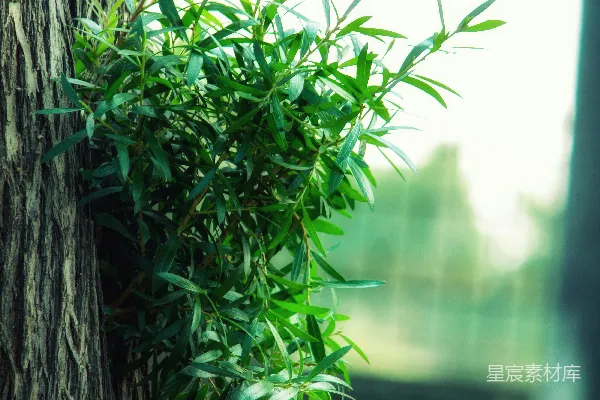 高清摄影 棕色树干上的绿色植物