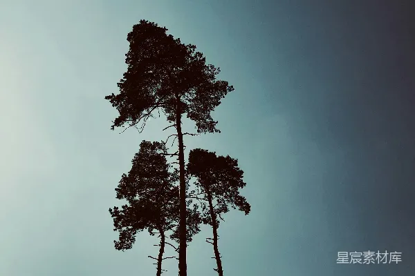 高清摄影 白云下的绿树