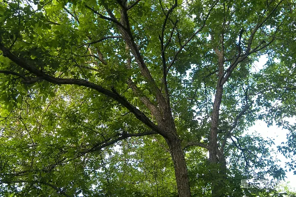高清摄影 一棵茂盛的绿叶大树