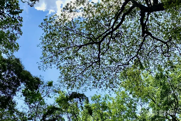 高清摄影 仰望森林中树木的顶部