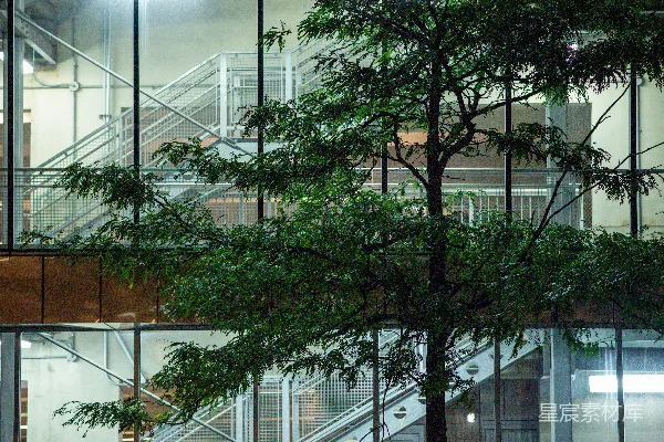 高清摄影 一棵树在玻璃建筑前