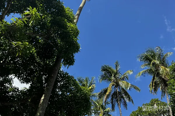高清摄影 一排棕榈树，背景是蓝天。